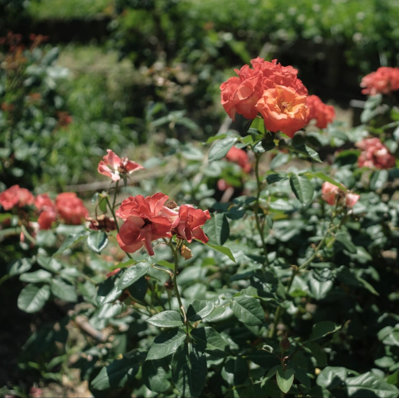 白黒写真をカラー化するAIを比較（Photoshop、Firefly、ChatGPT、Gemini、Flux.2、Palette.fm）