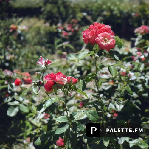 Palette.fm